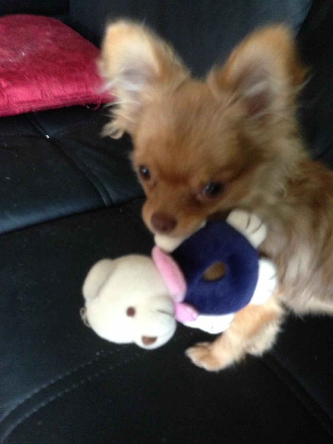 Blanding af racer Ziva... Pomeranian / chihuahua billede 1