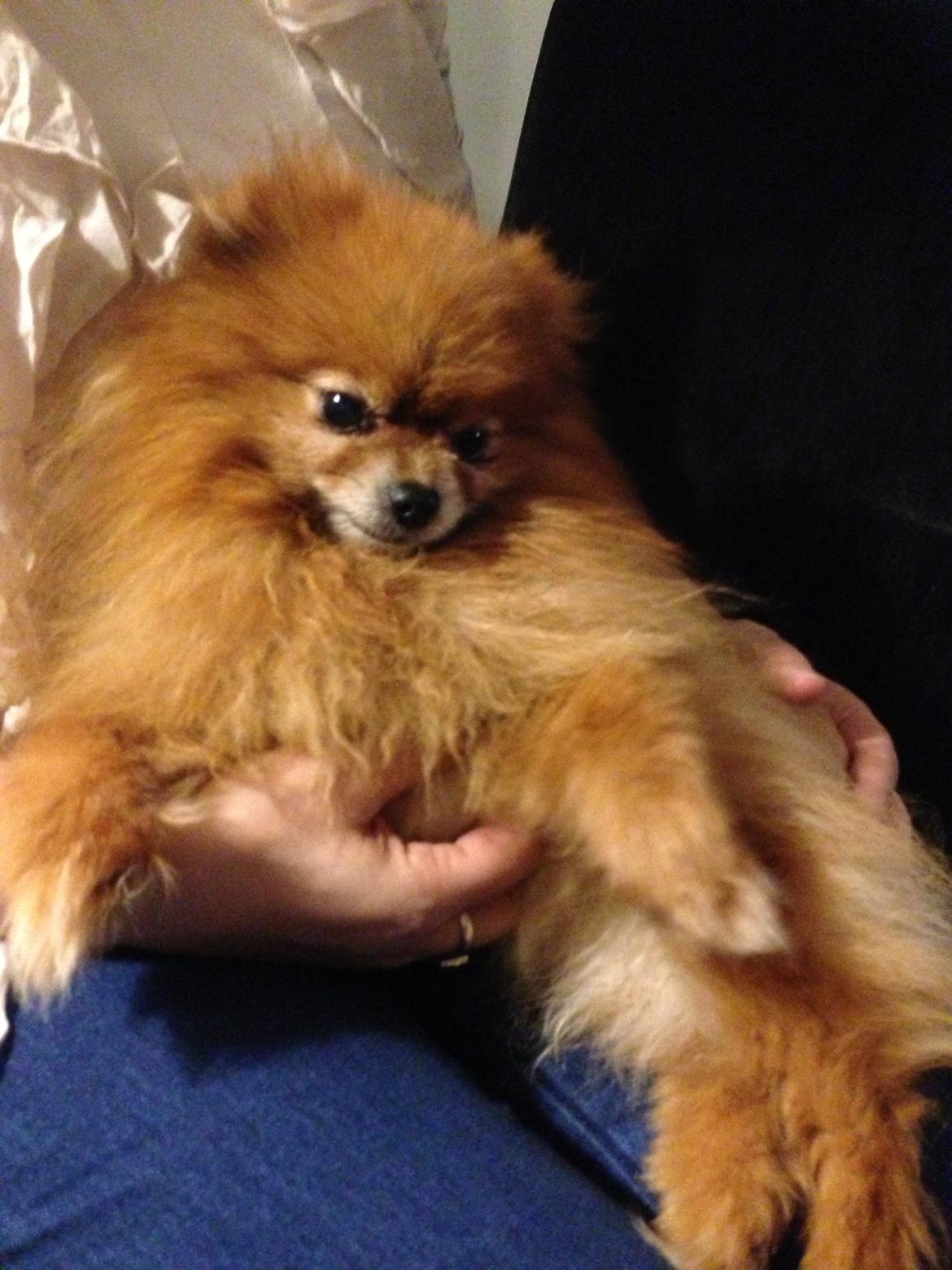 Blanding af racer Ziva... Pomeranian / chihuahua billede 2