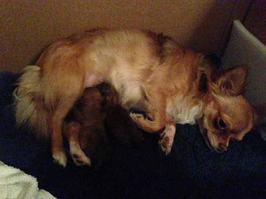 Blanding af racer Ziva... Pomeranian / chihuahua billede 3