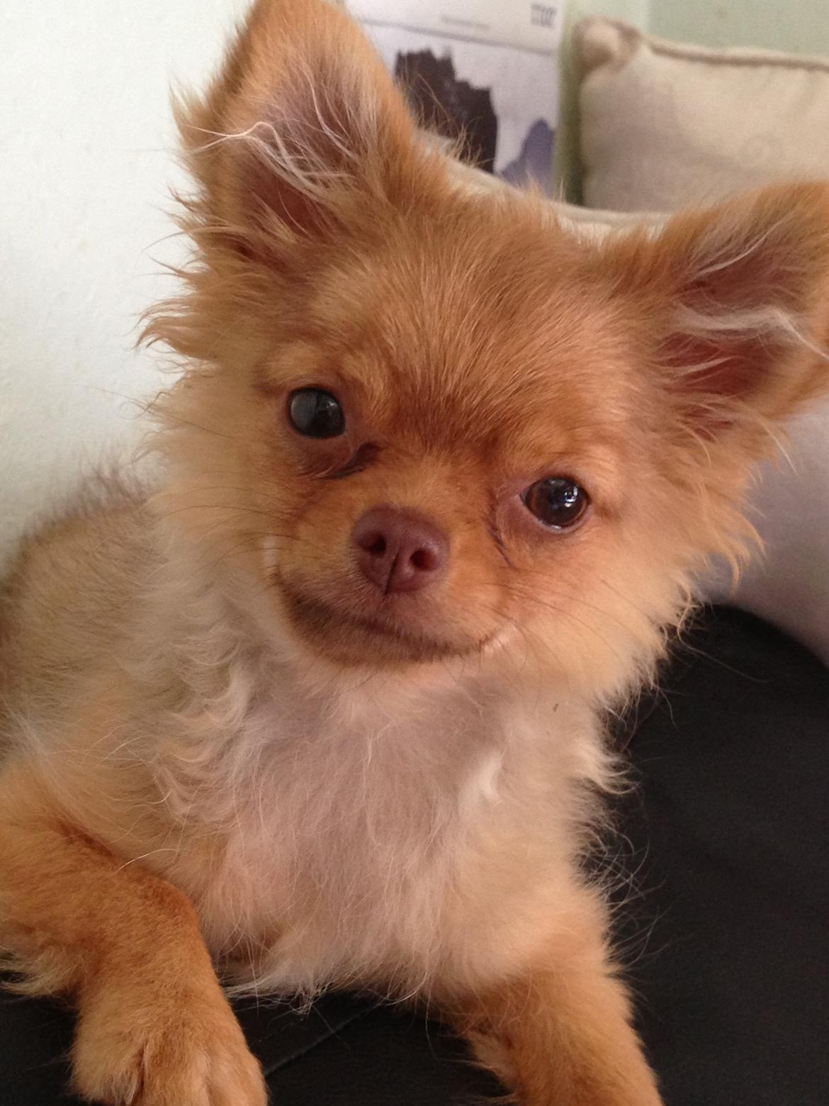 Blanding af racer Ziva... Pomeranian / chihuahua billede 4