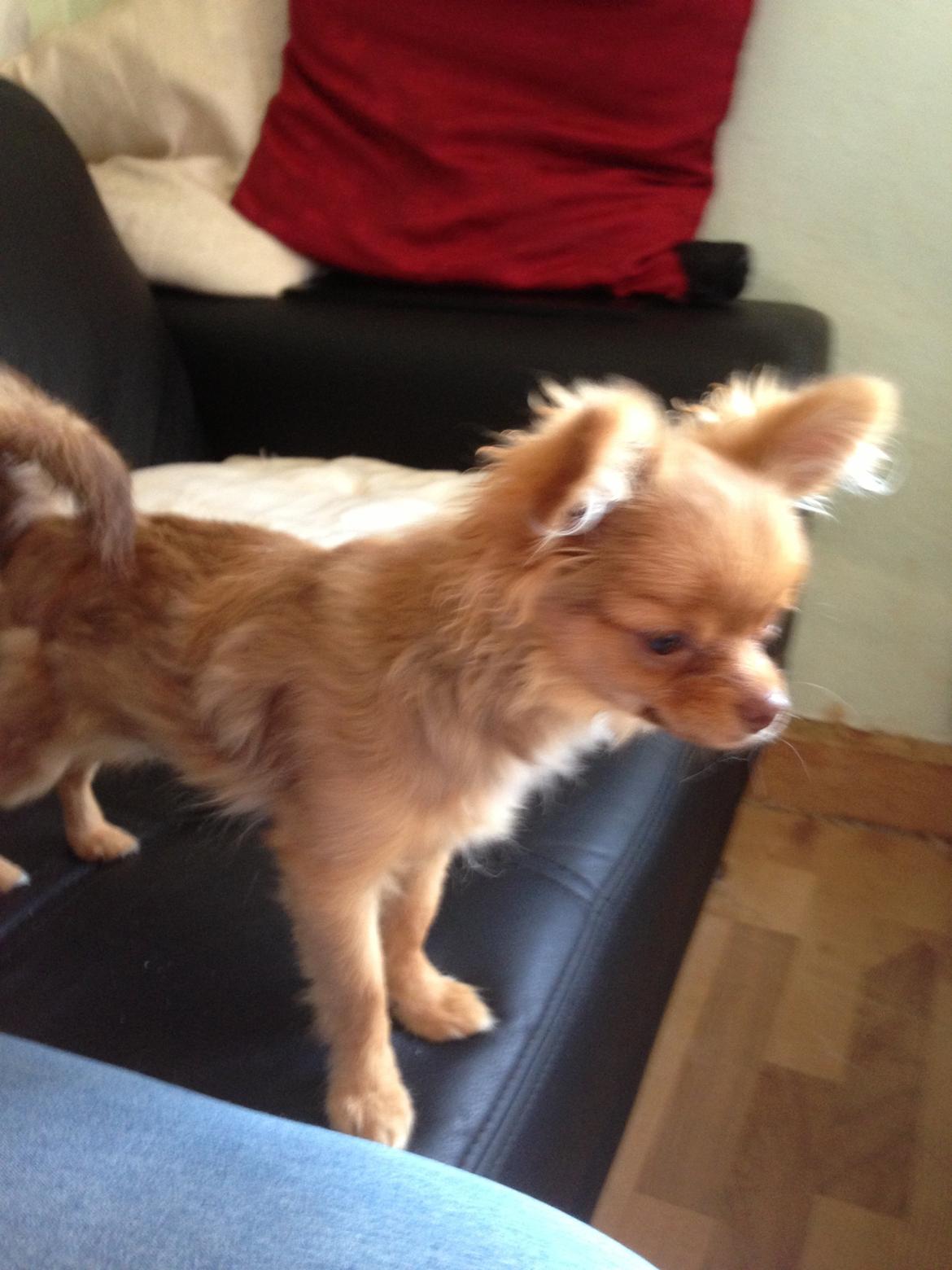 Blanding af racer Ziva... Pomeranian / chihuahua billede 5