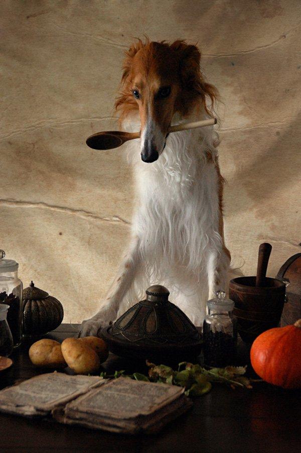 Borzoi - Kashmir 'Wild wind of Russia' billede 14