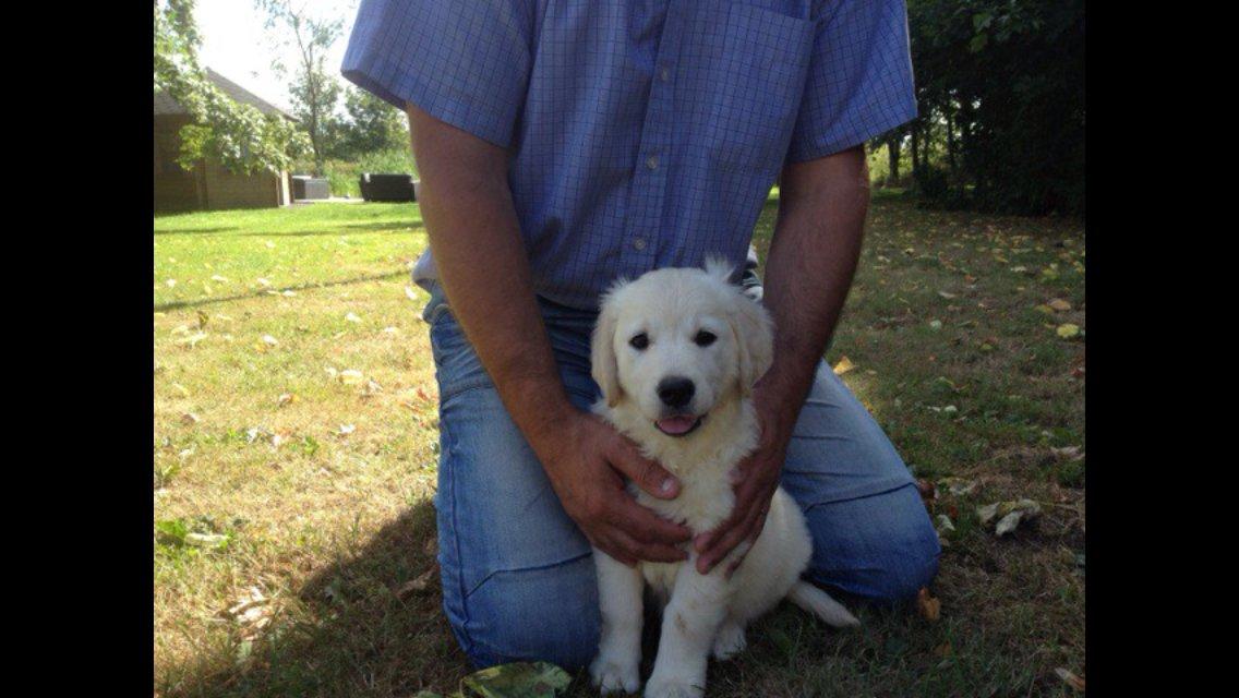 Golden retriever Emma billede 2