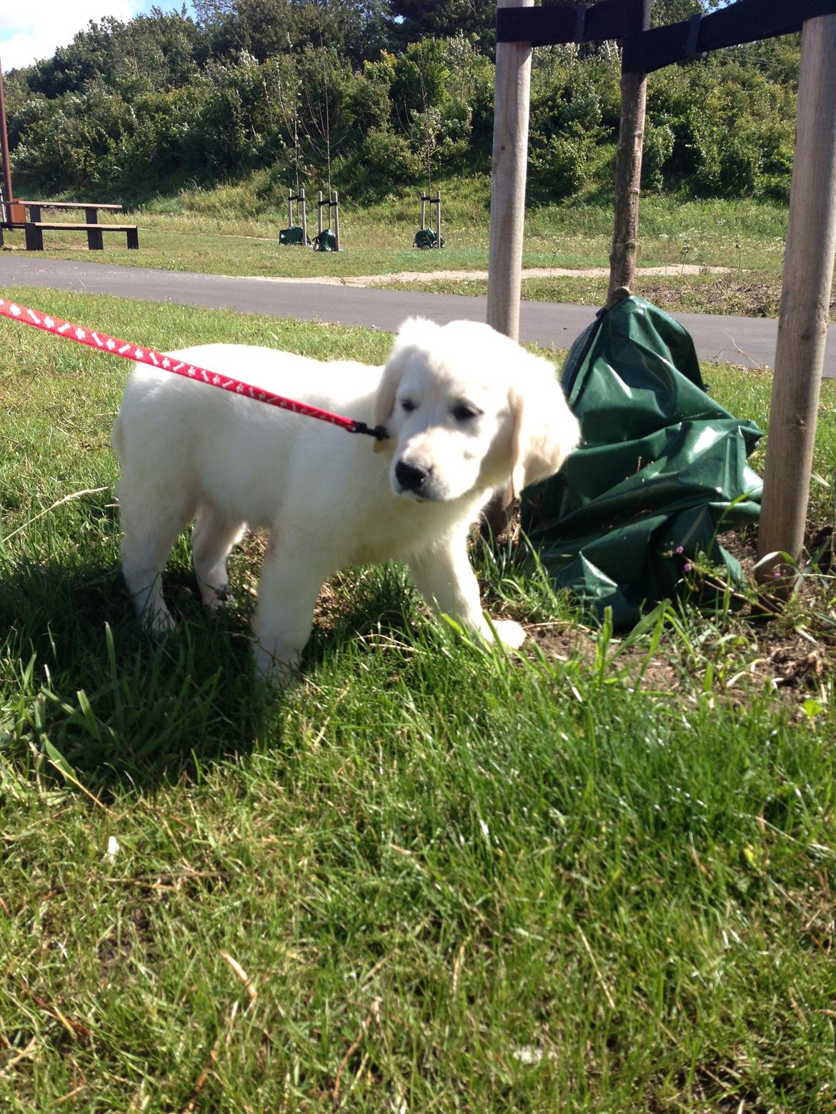 Golden retriever Emma billede 3