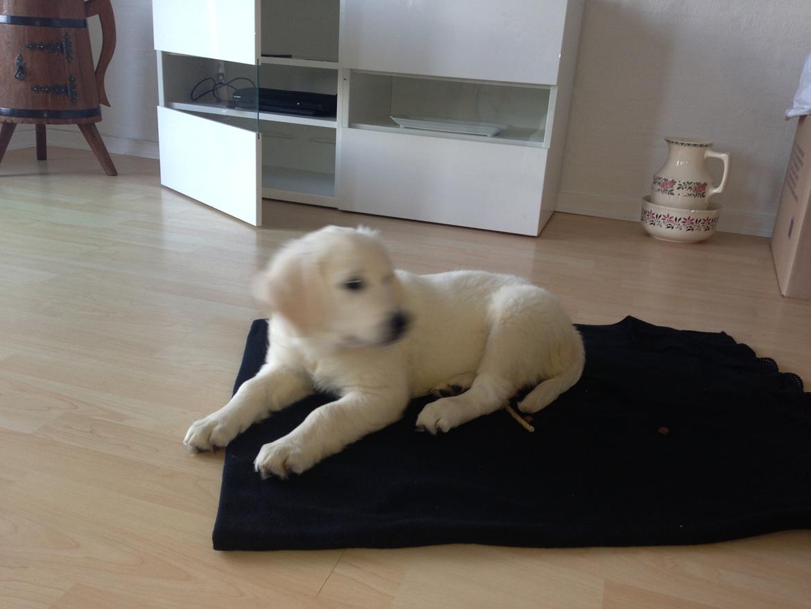 Golden retriever Emma billede 4