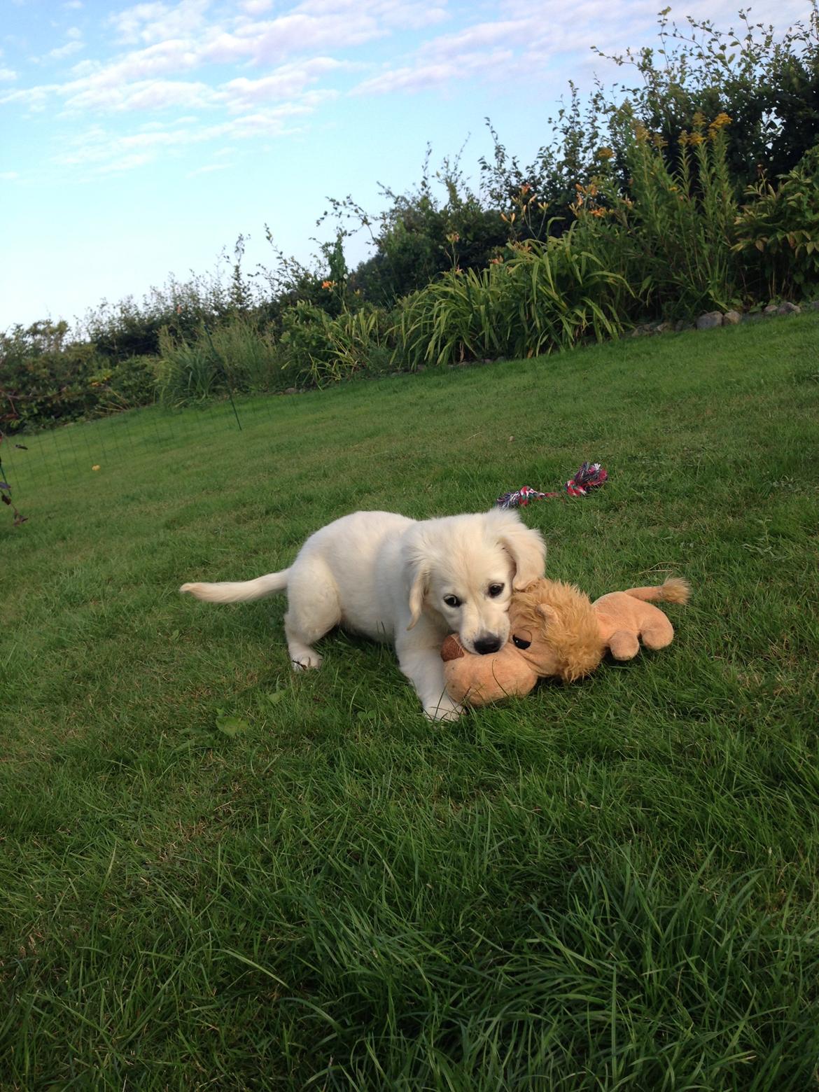 Golden retriever Emma billede 1