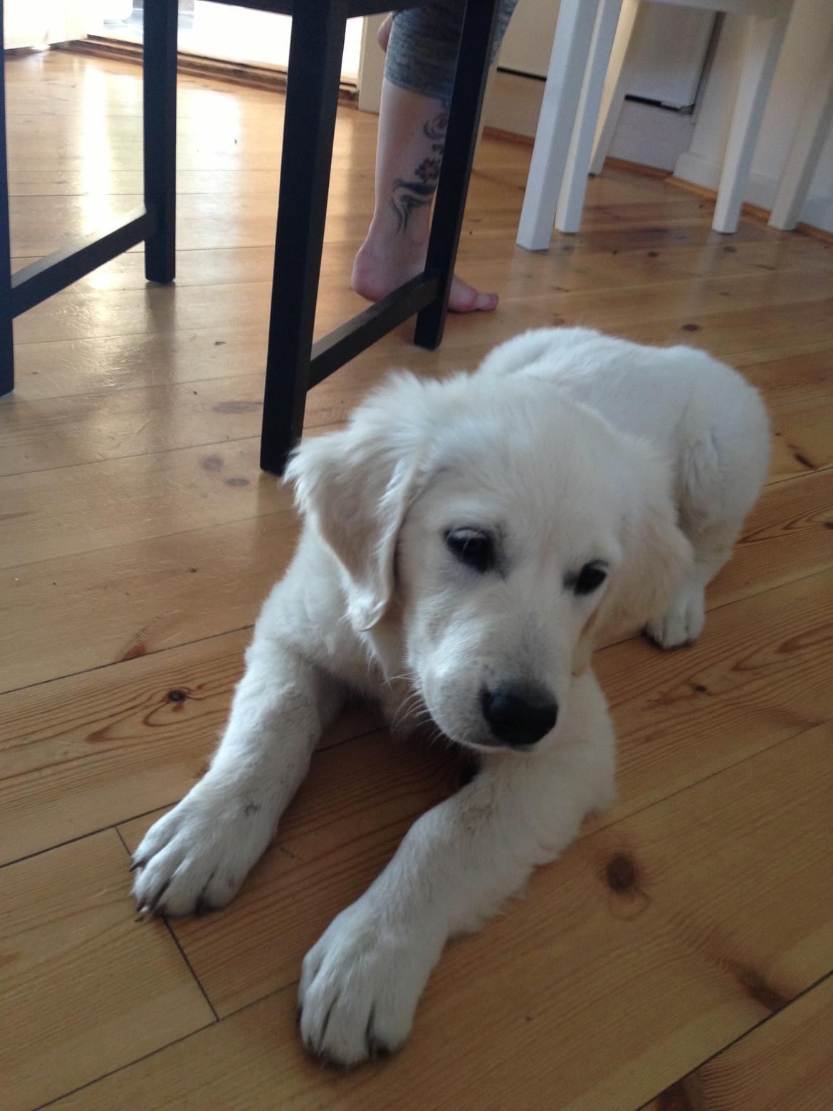 Golden retriever Emma billede 5