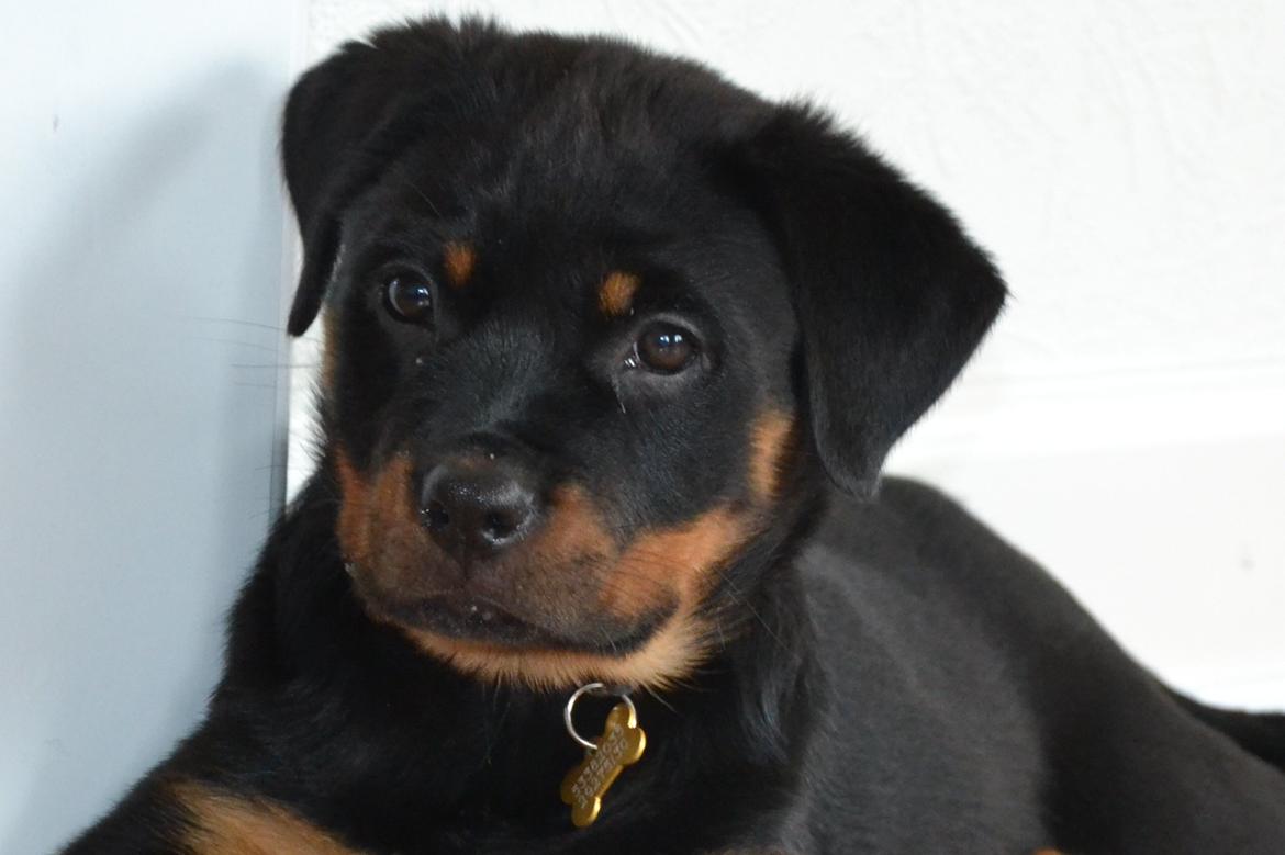 Rottweiler Frigg billede 1