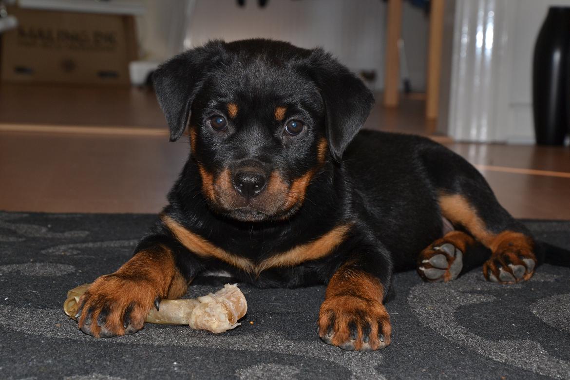 Rottweiler Frigg billede 2