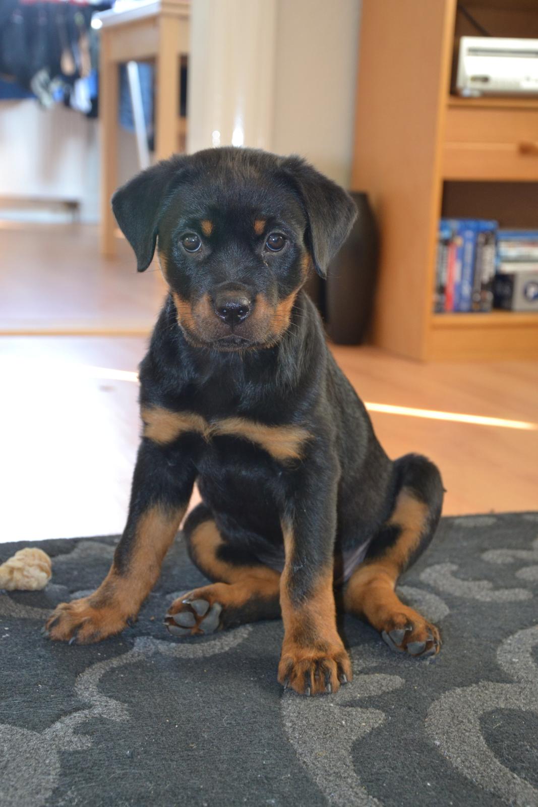 Rottweiler Frigg billede 3