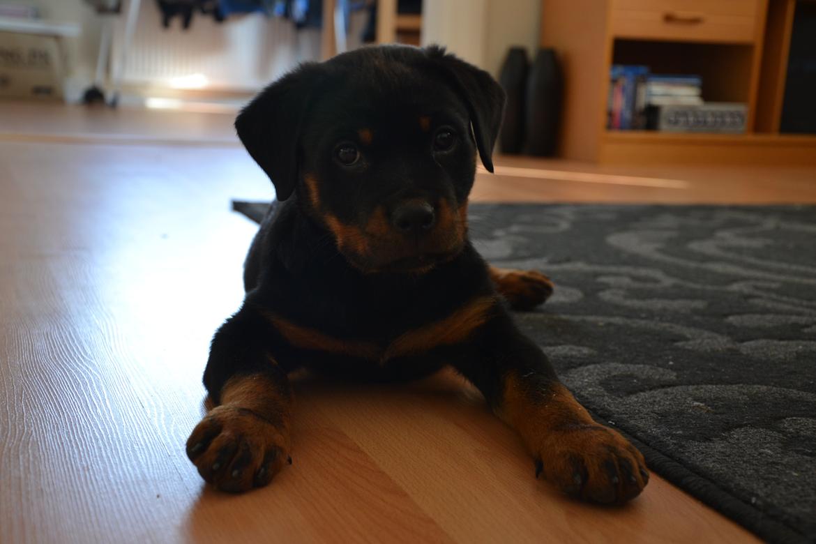 Rottweiler Frigg billede 4