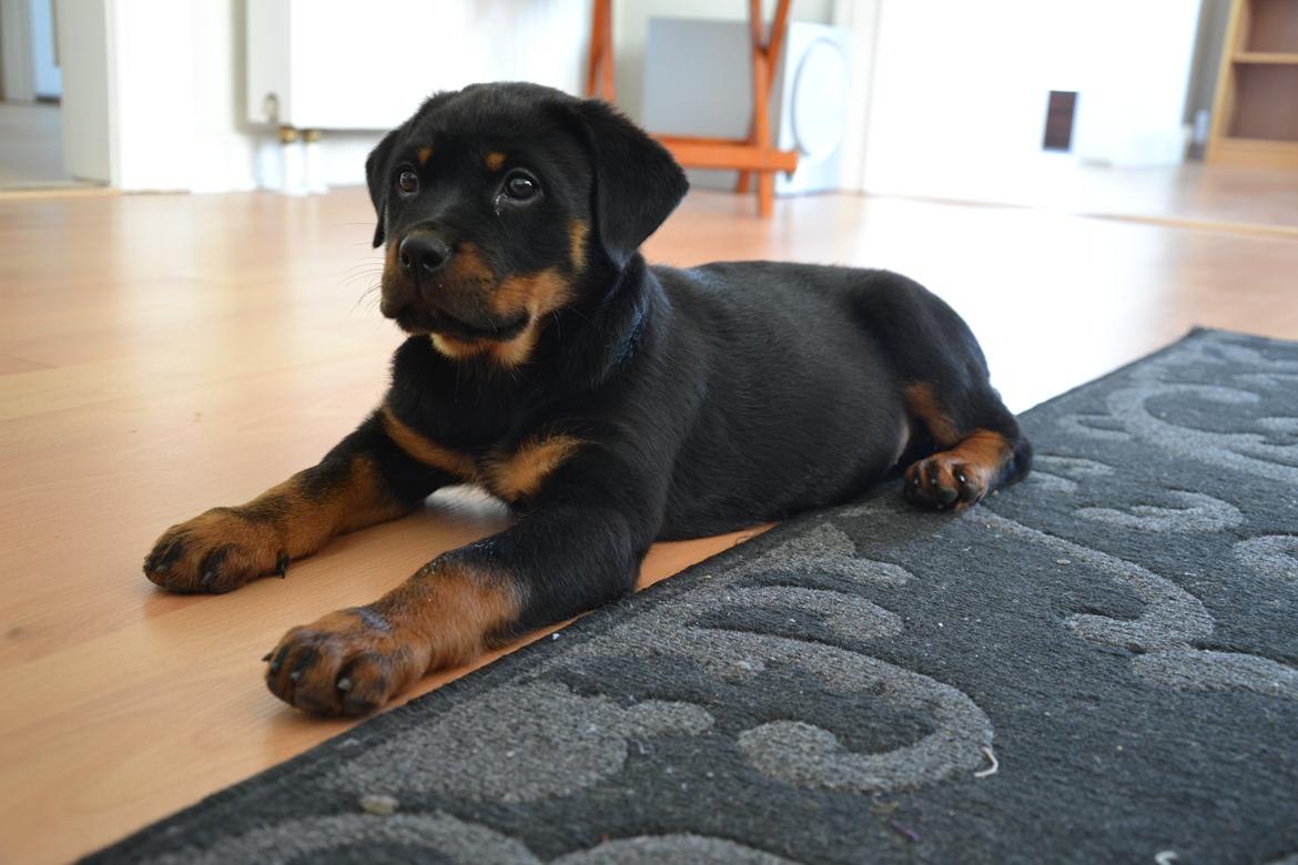 Rottweiler Frigg billede 5