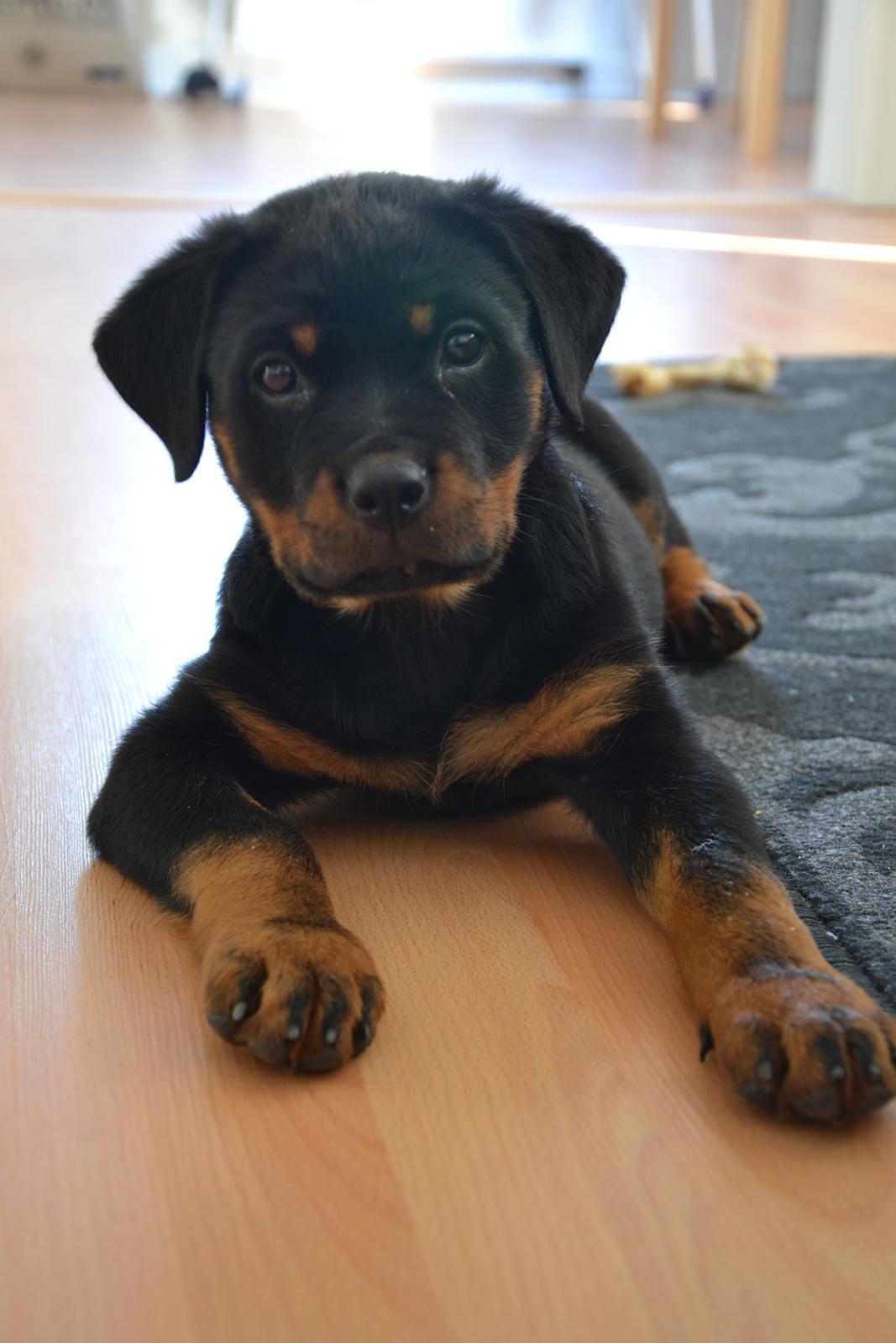 Rottweiler Frigg billede 6