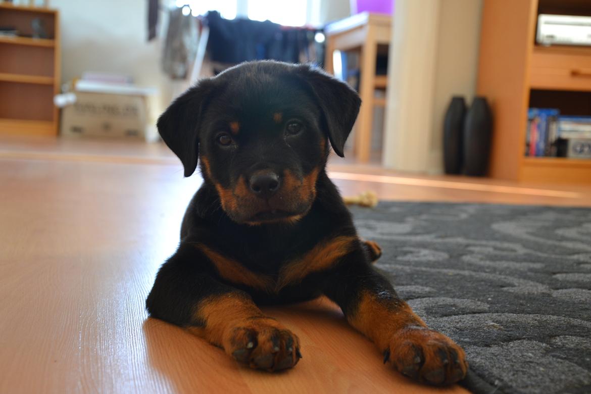 Rottweiler Frigg billede 7