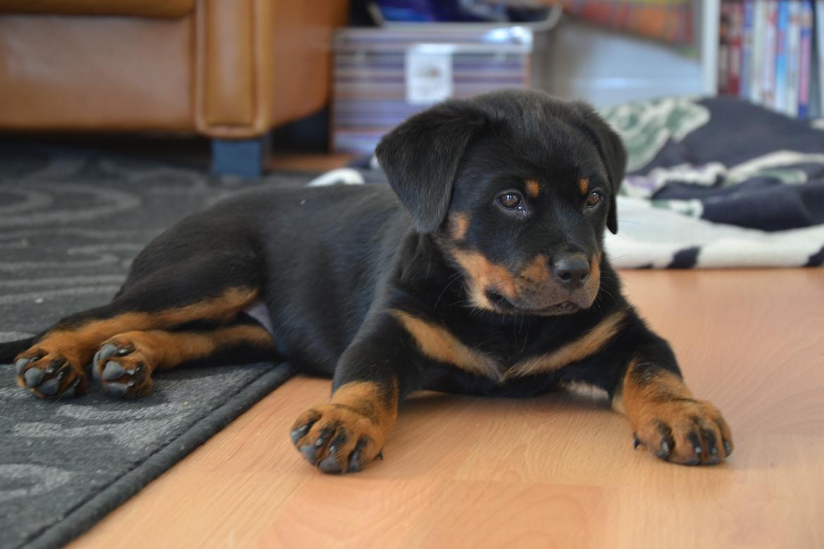 Rottweiler Frigg billede 8