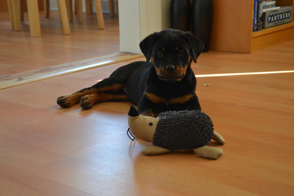 Rottweiler Frigg billede 9