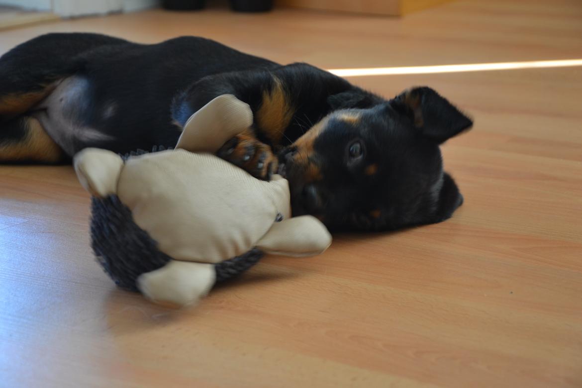 Rottweiler Frigg - Frigg med sit ynglingspindsvin billede 10