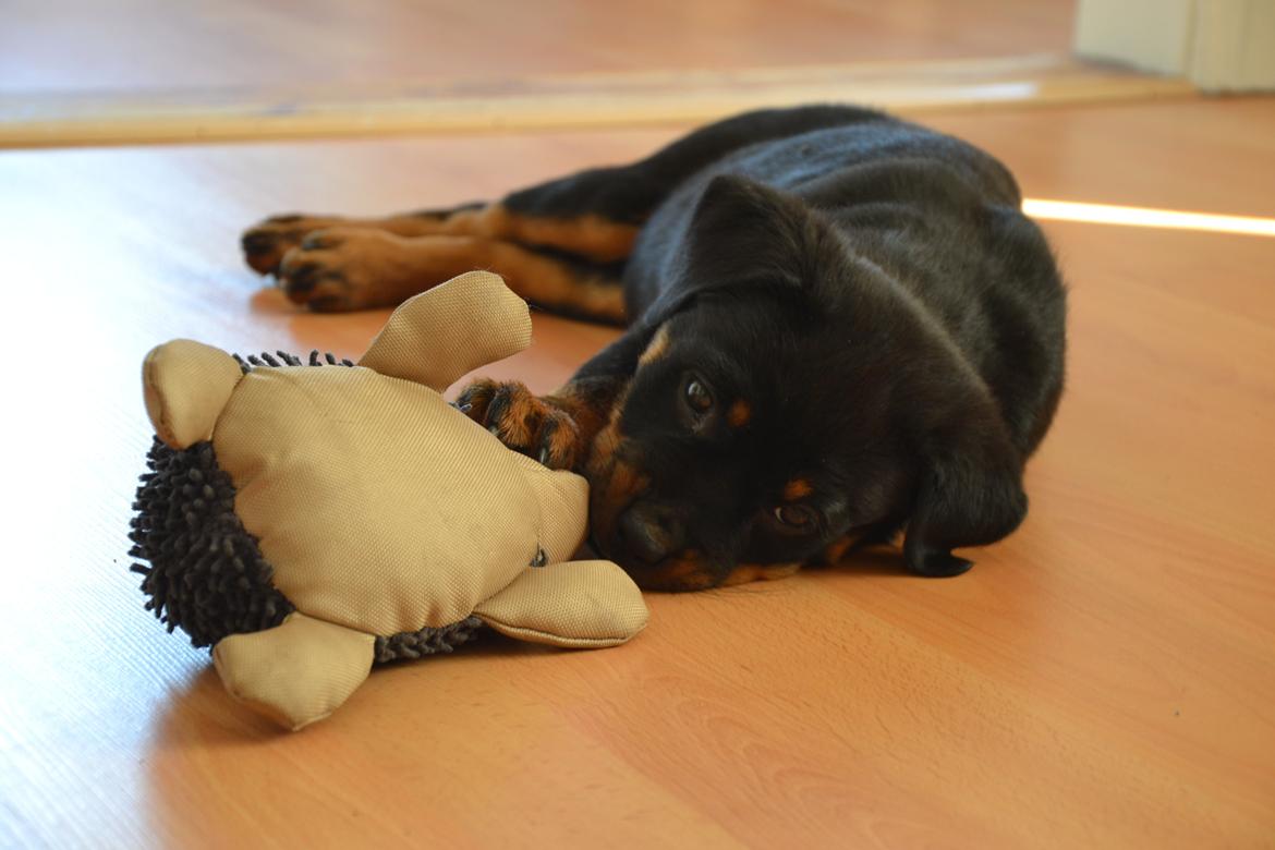 Rottweiler Frigg billede 11