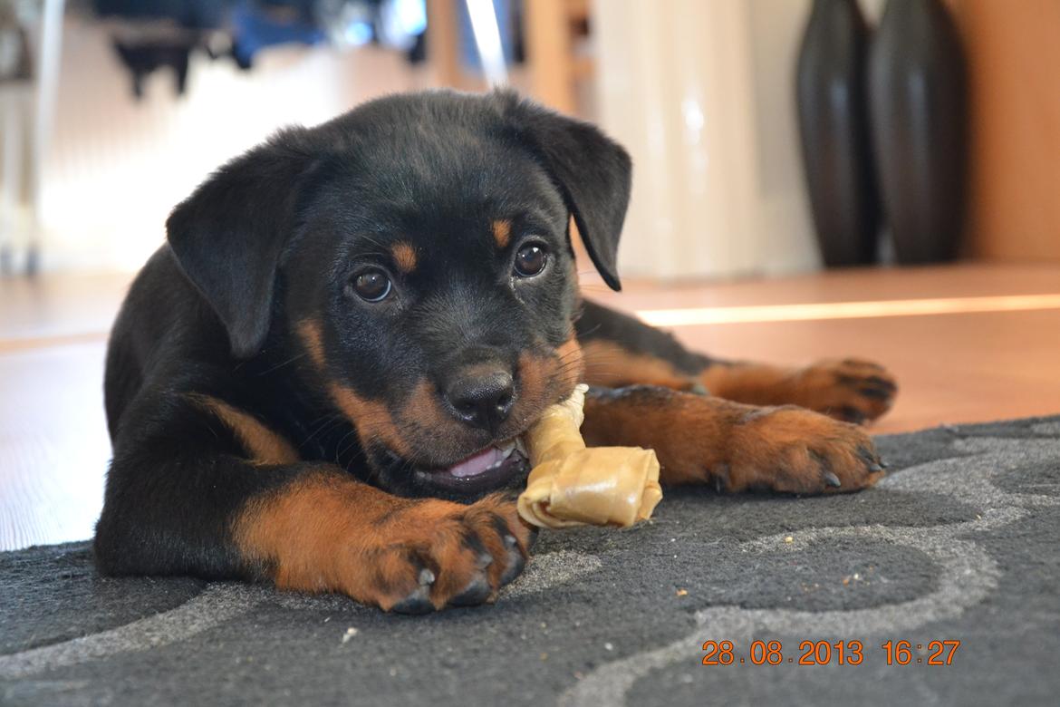 Rottweiler Frigg billede 12