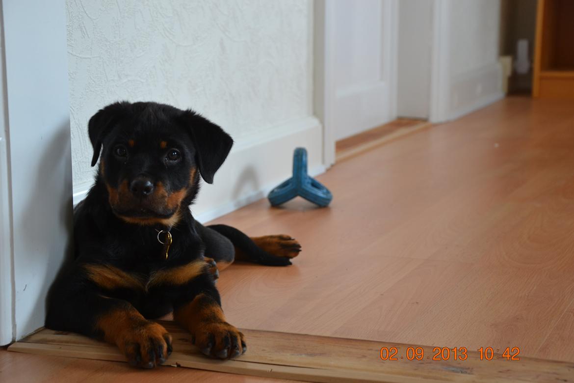 Rottweiler Frigg billede 13