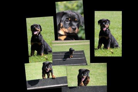 Rottweiler Frigg billede 14