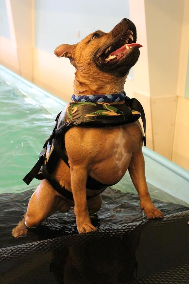 Staffordshire bull terrier KBHV2015 Wenk Staff' s King In A Corner aka Elo billede 21