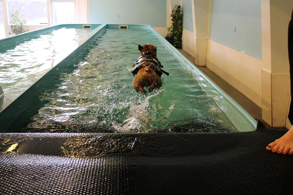 Staffordshire bull terrier KBHV2015 Wenk Staff' s King In A Corner aka Elo billede 37