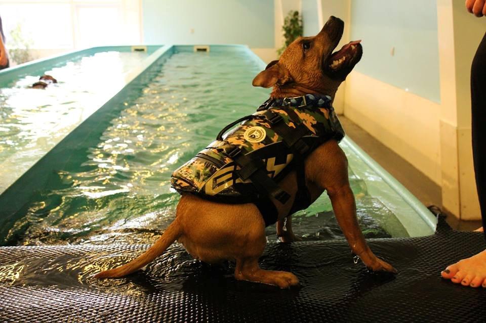 Staffordshire bull terrier KBHV2015 Wenk Staff' s King In A Corner aka Elo billede 20