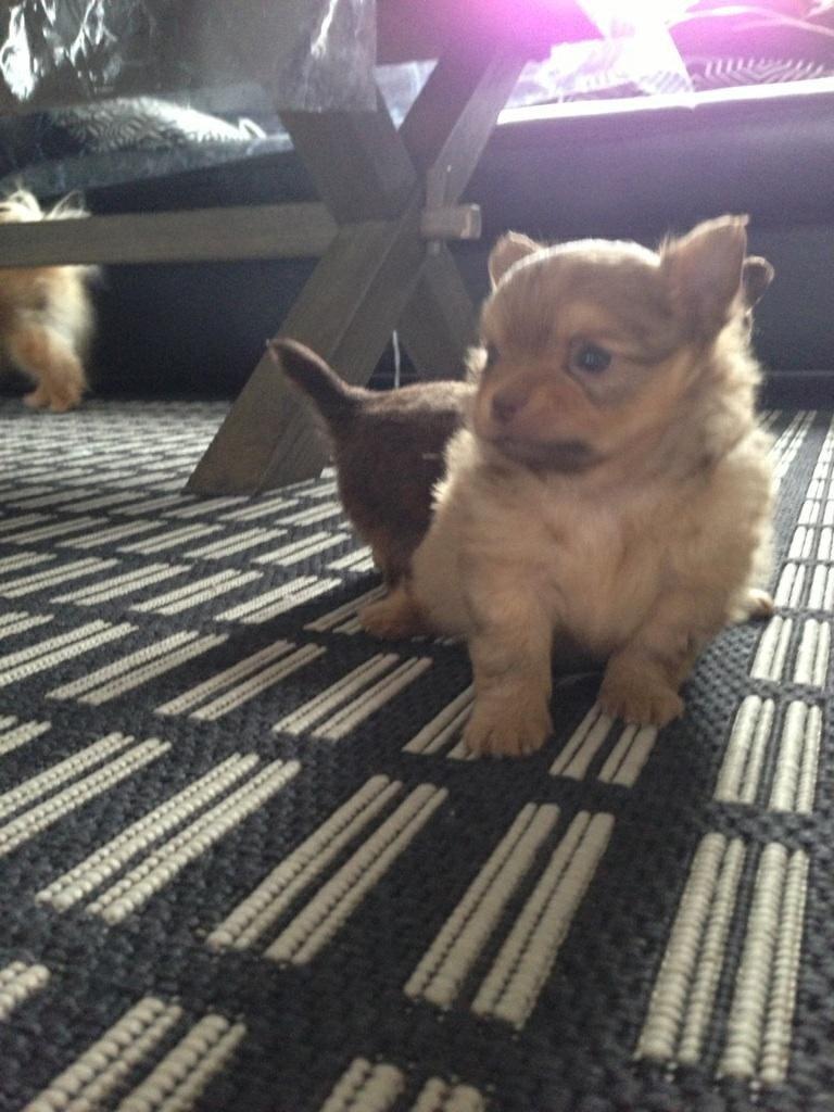 Blanding af racer Ziva... Pomeranian / chihuahua billede 6