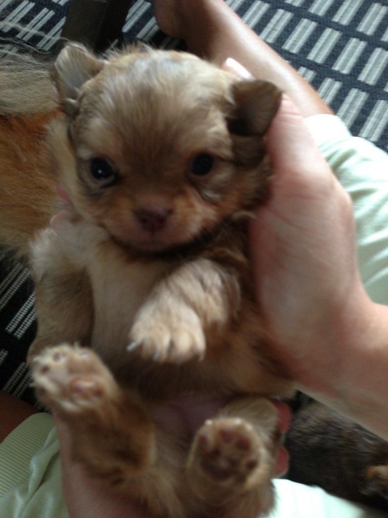 Blanding af racer Ziva... Pomeranian / chihuahua billede 7