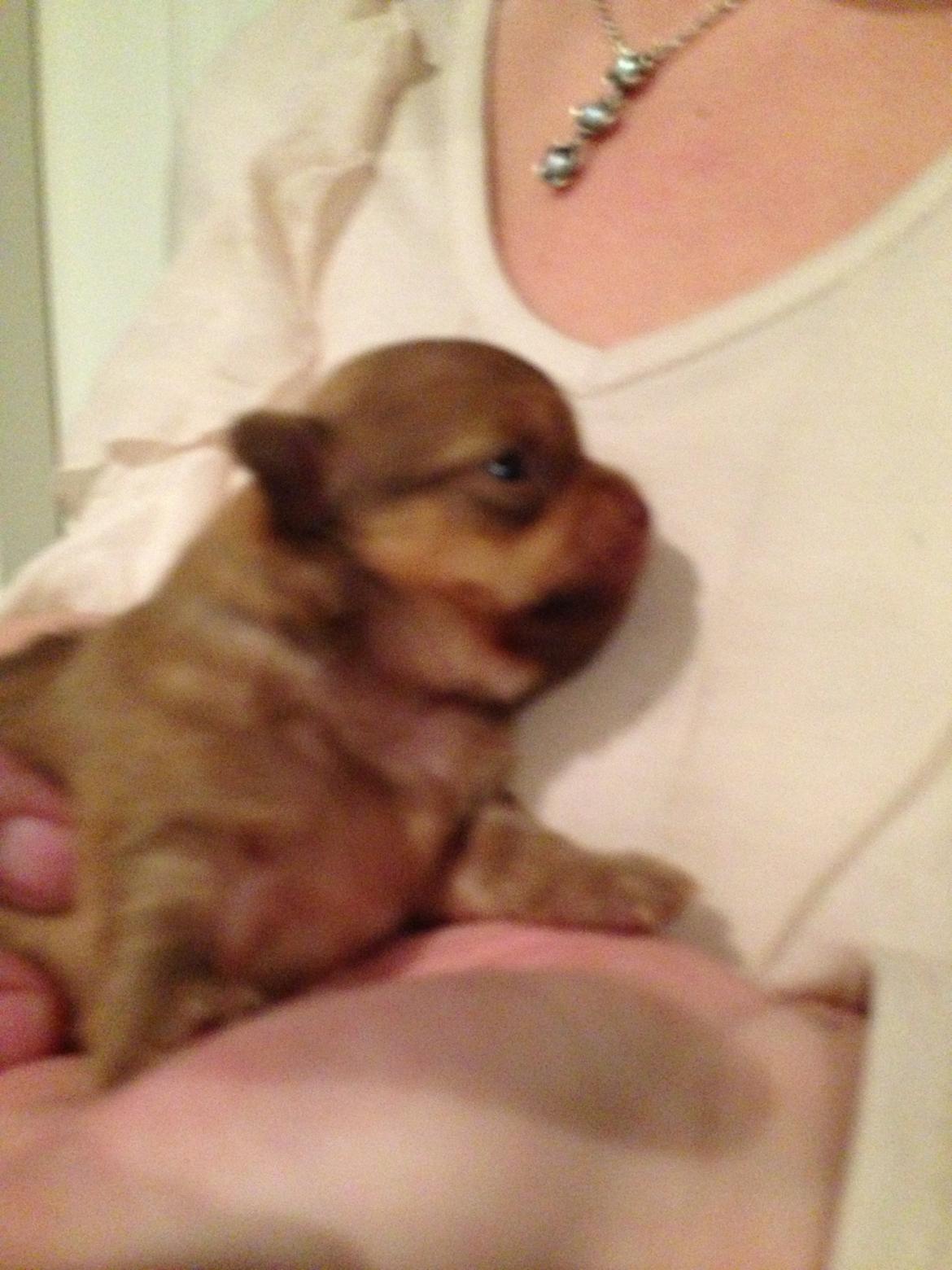 Blanding af racer Ziva... Pomeranian / chihuahua billede 9