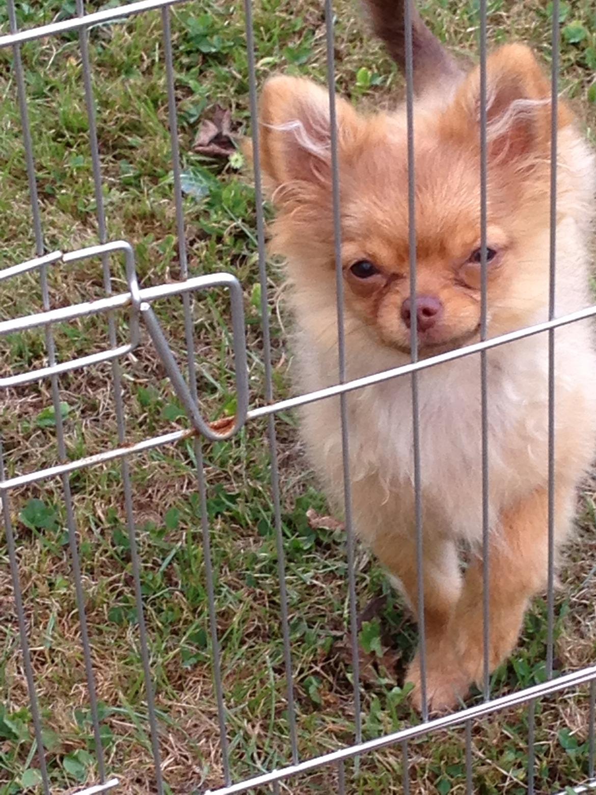 Blanding af racer Ziva... Pomeranian / chihuahua billede 10