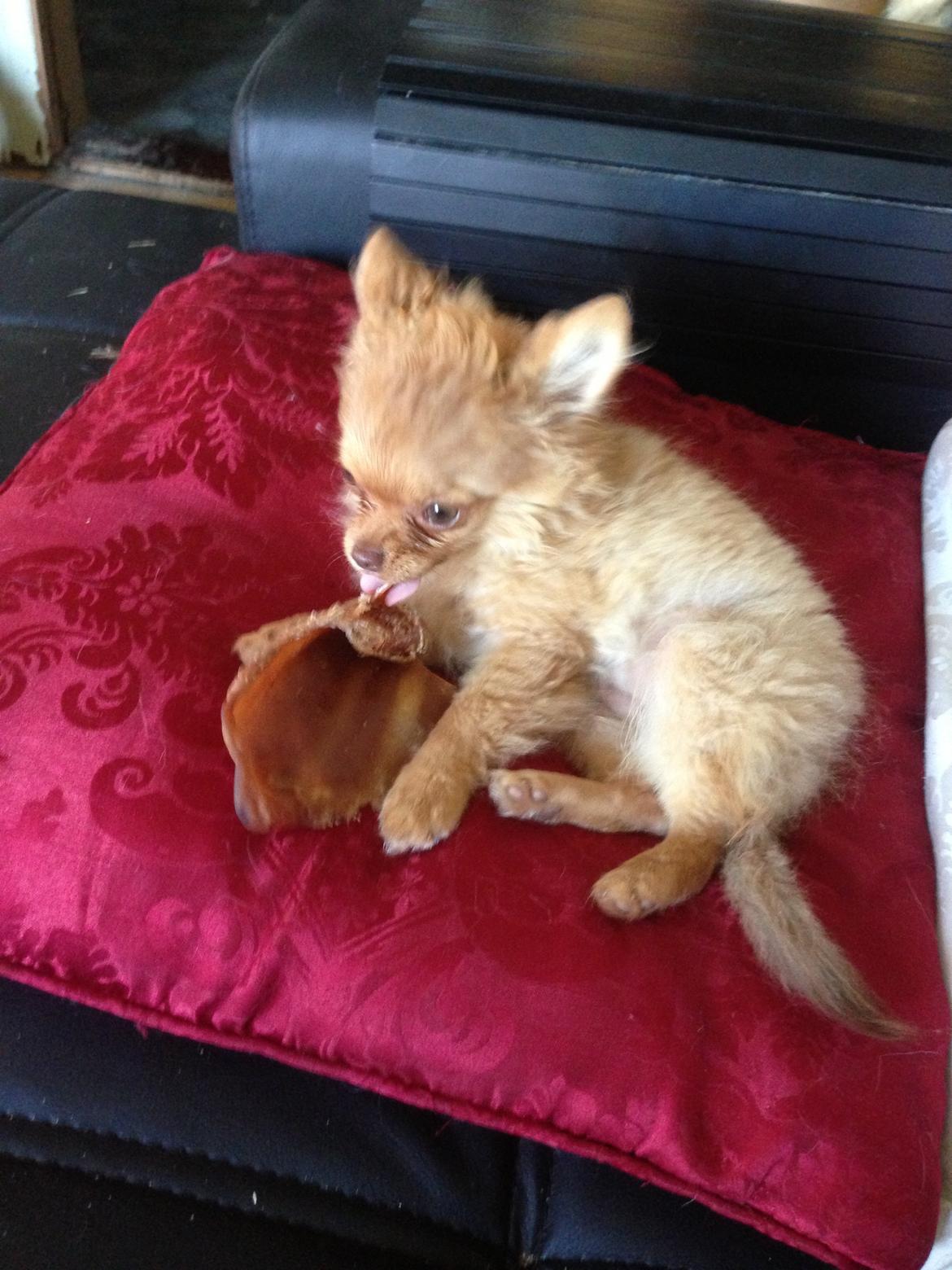 Blanding af racer Ziva... Pomeranian / chihuahua billede 8