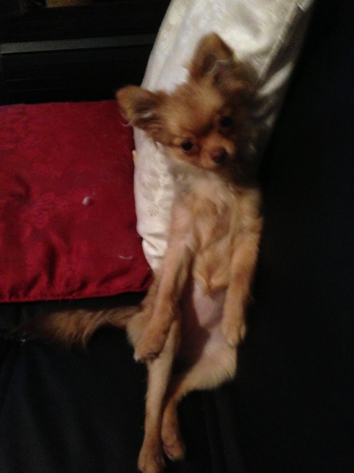 Blanding af racer Ziva... Pomeranian / chihuahua billede 11