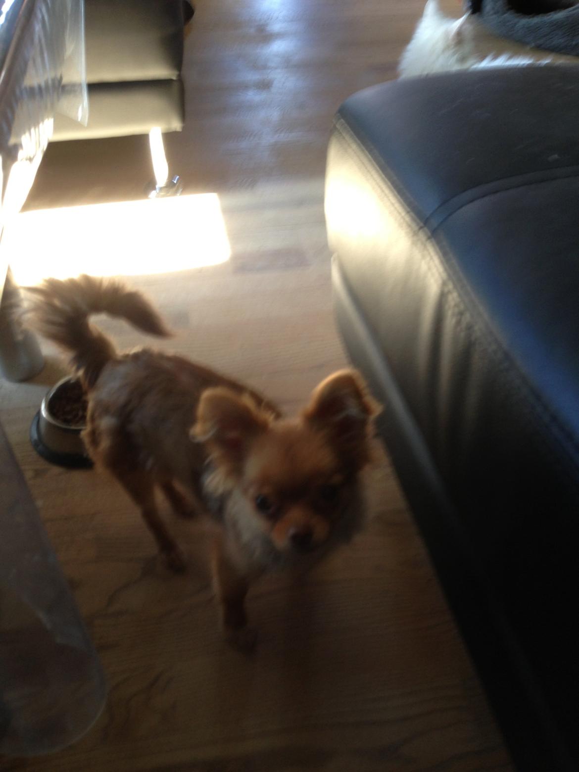 Blanding af racer Ziva... Pomeranian / chihuahua billede 12