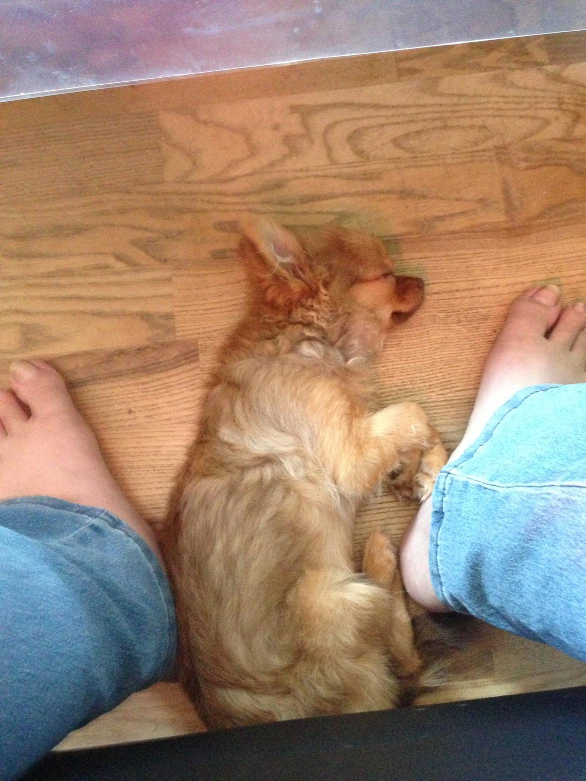 Blanding af racer Ziva... Pomeranian / chihuahua billede 13