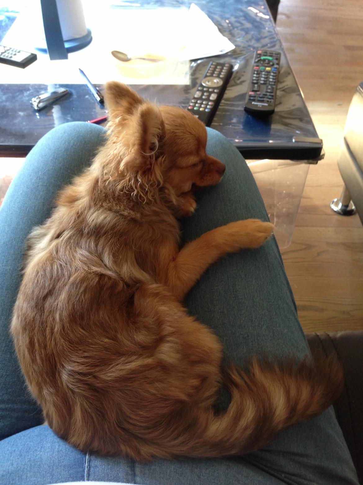 Blanding af racer Ziva... Pomeranian / chihuahua billede 15