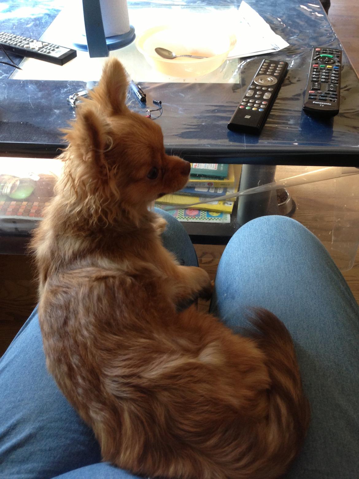 Blanding af racer Ziva... Pomeranian / chihuahua billede 16