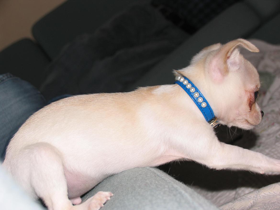 Chihuahua Gilbert - Gilbert da jeg lige havde fået ham :-) billede 14