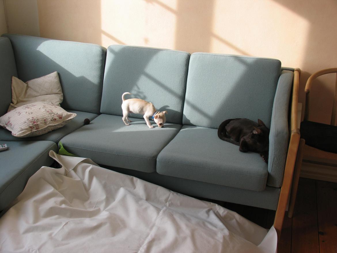 Chihuahua Gilbert - Gilberts første møde med orientaler katten Aros billede 7