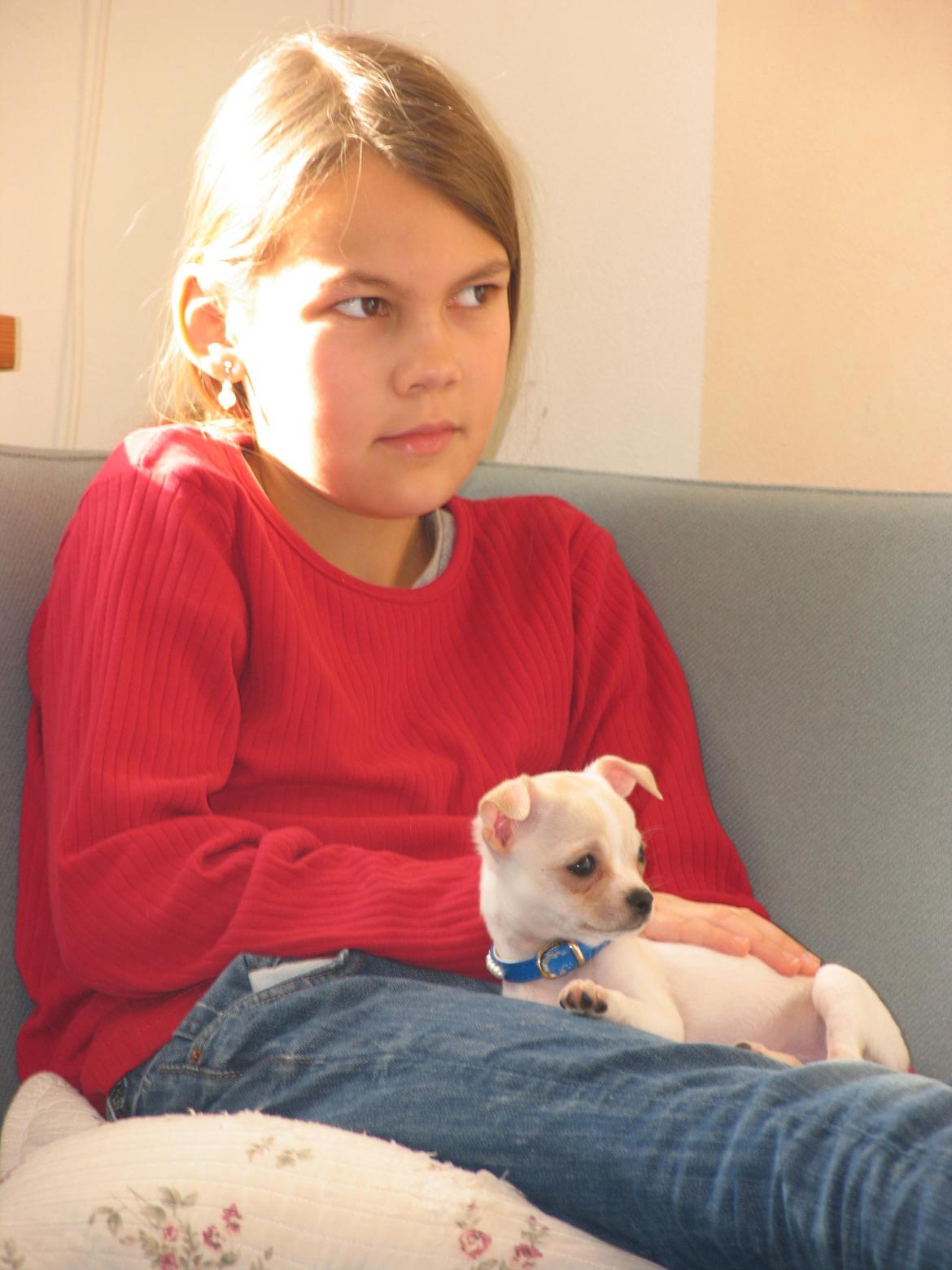 Chihuahua Gilbert - Gilbert og jeg billede 19