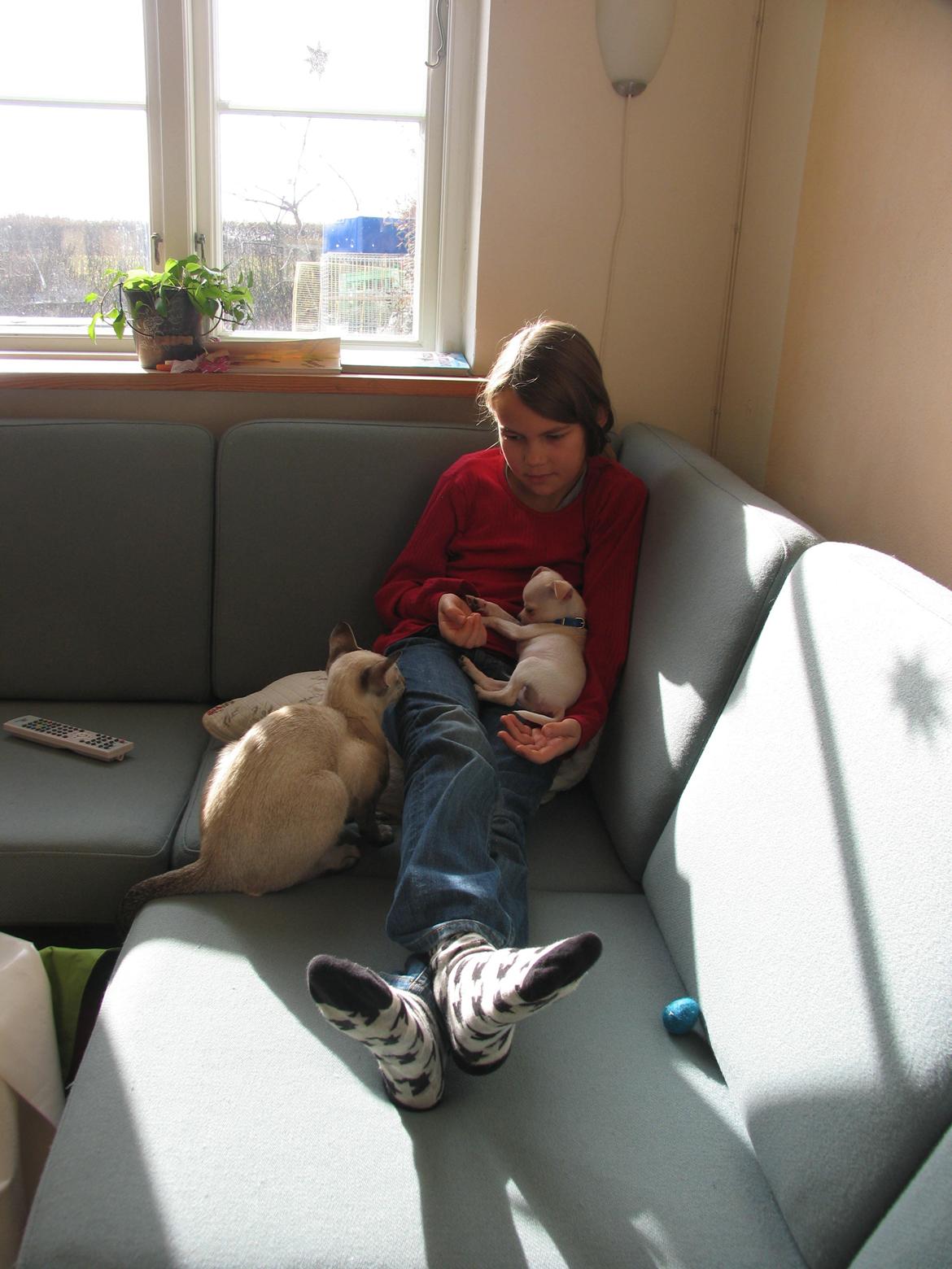 Chihuahua Gilbert - Gilberts første møde med siameser katten William billede 10