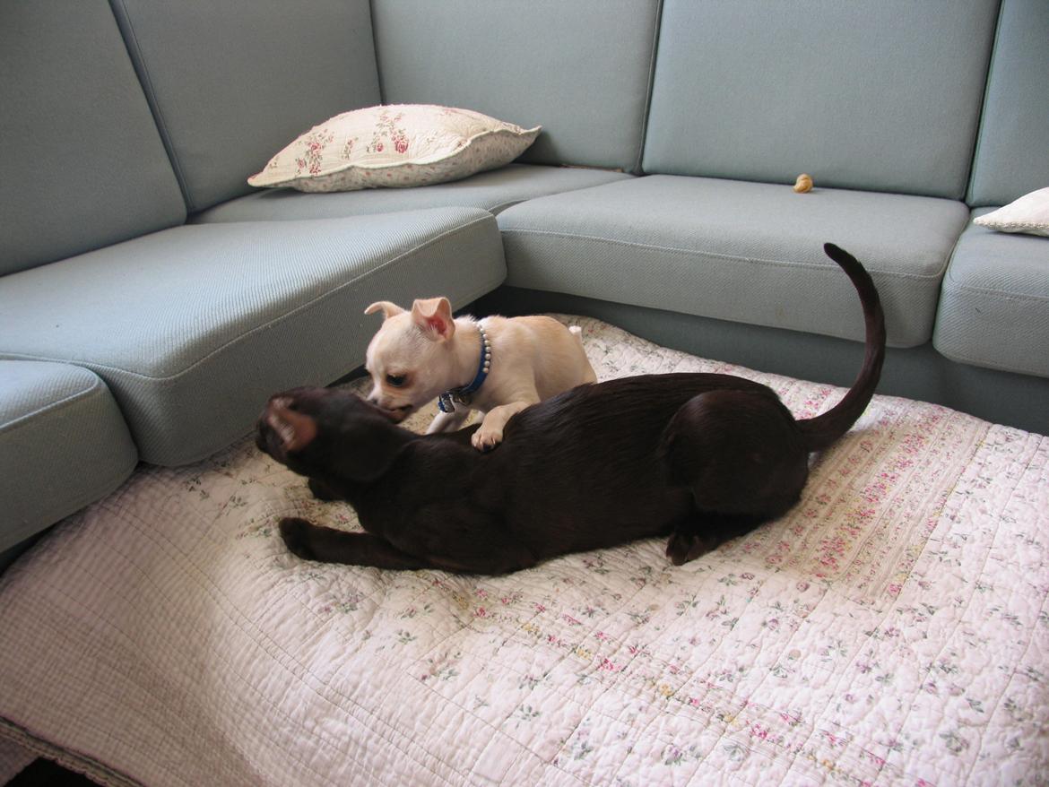 Chihuahua Gilbert - Gilbert leger med Aros billede 8