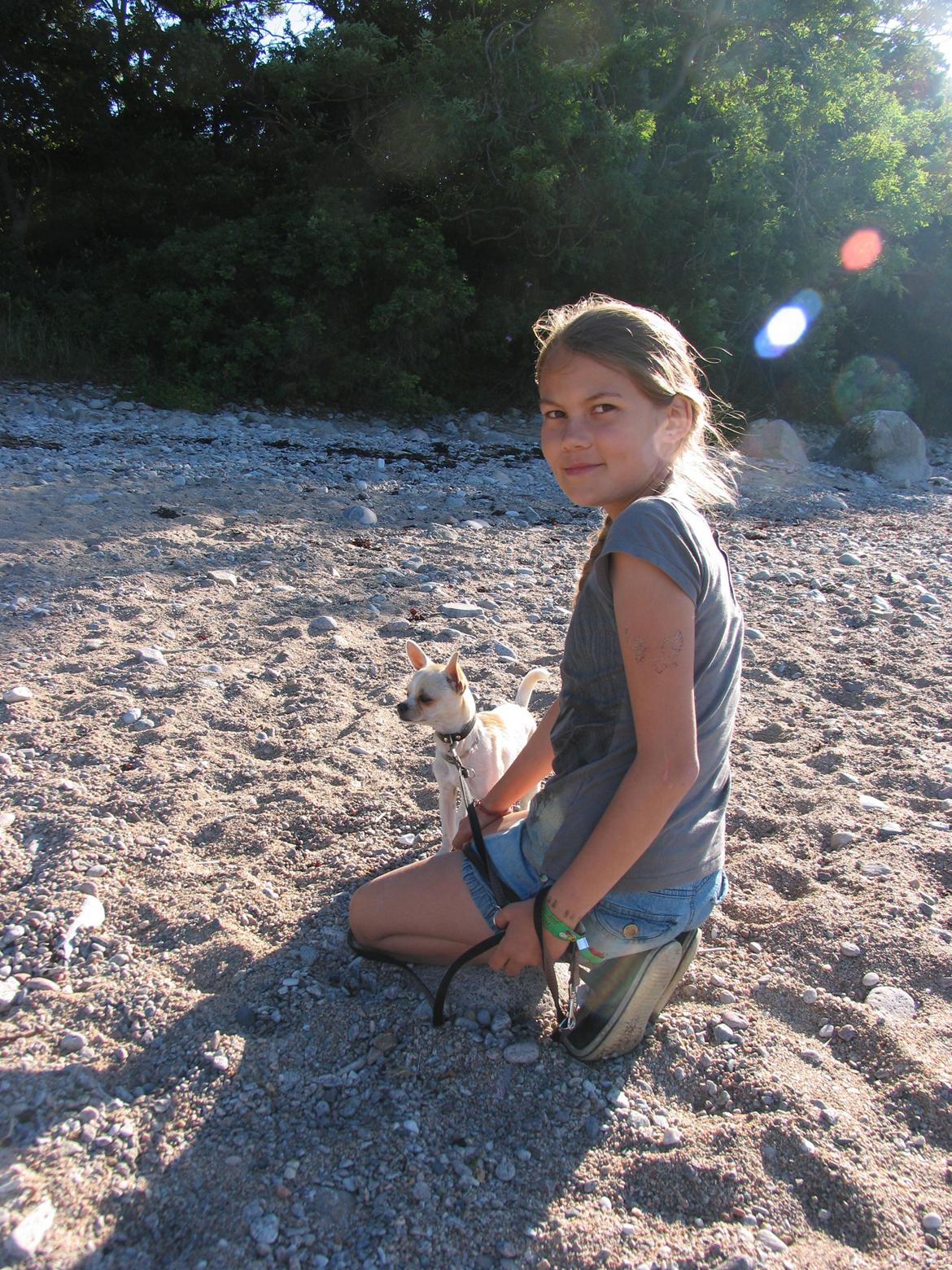 Chihuahua Gilbert - Gilbert på Bornholm billede 21