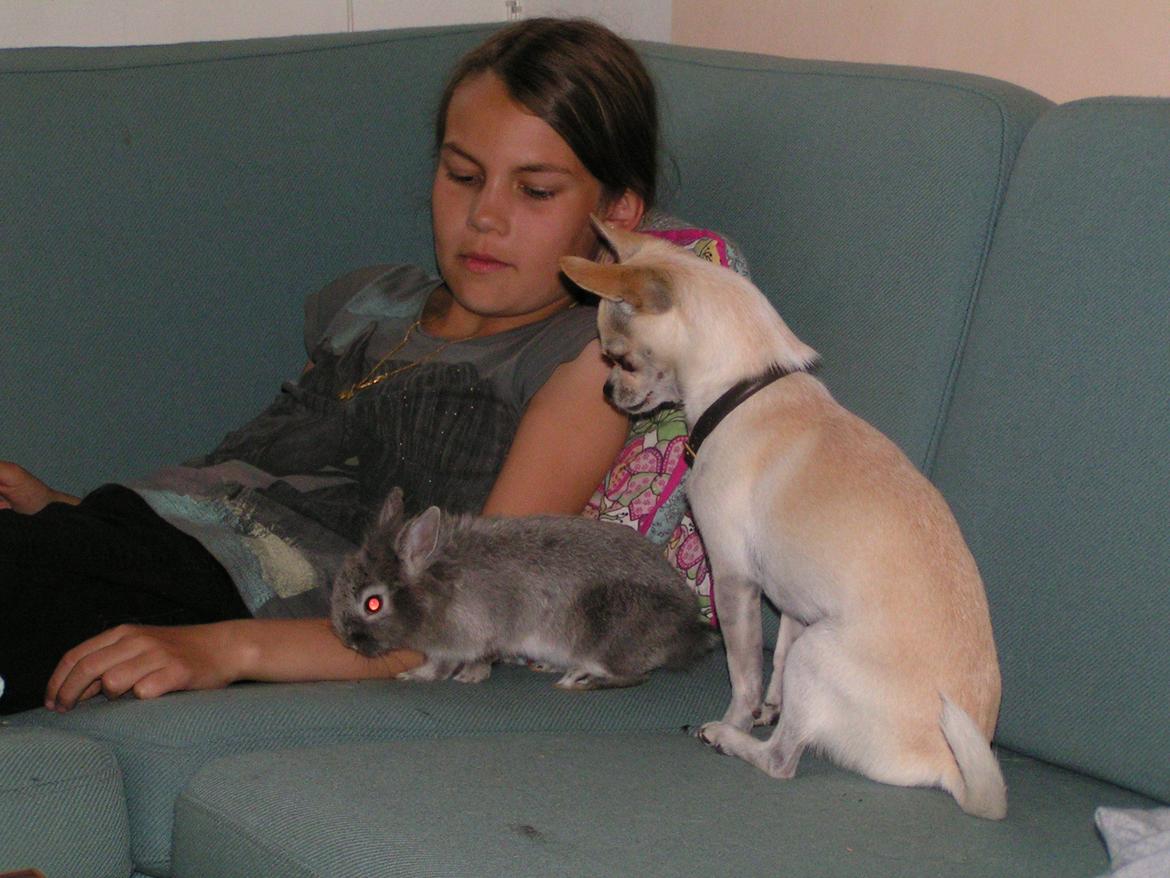 Chihuahua Gilbert - Gilbert og min kanin Ninna billede 23