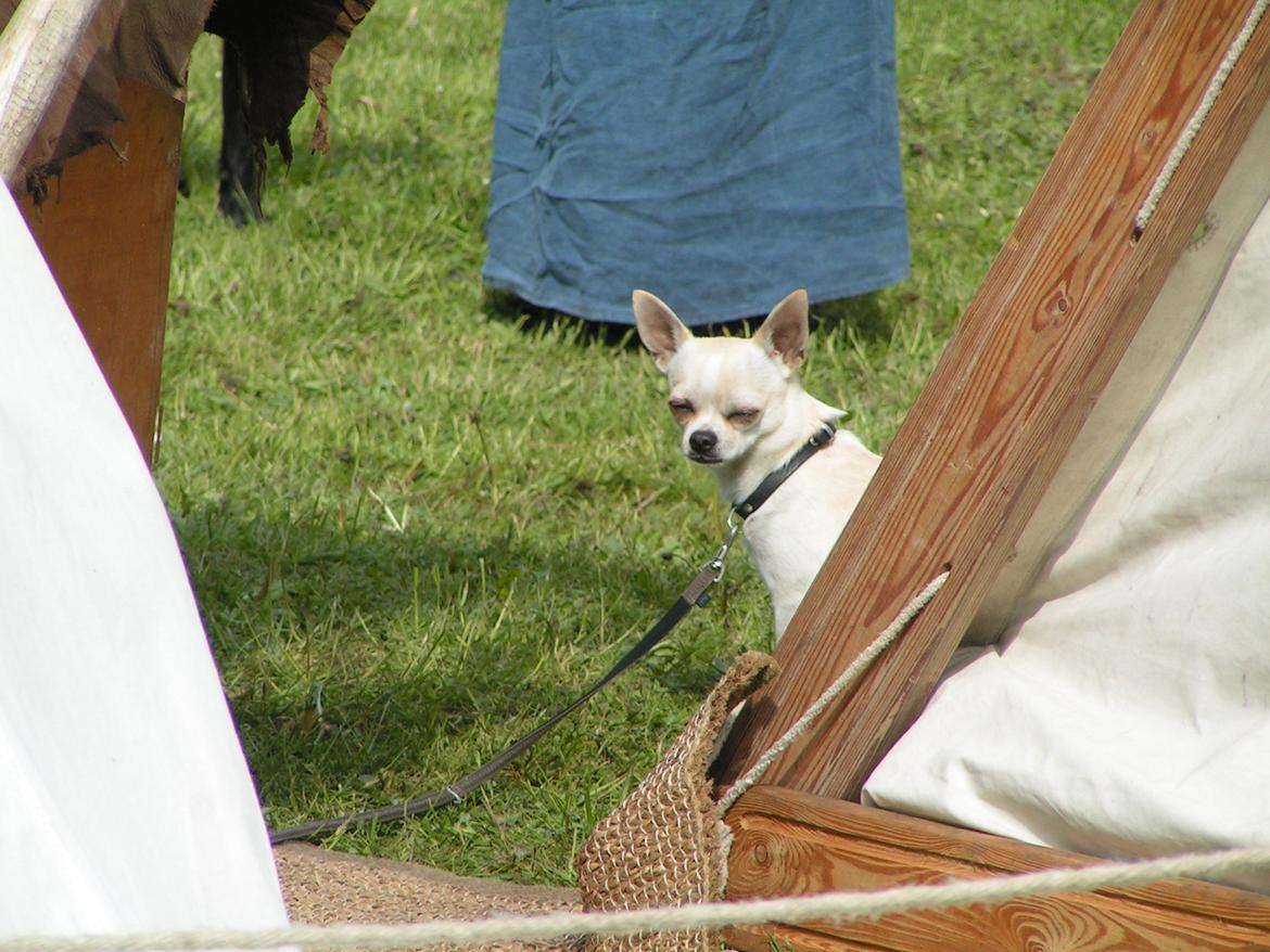 Chihuahua Gilbert - Gilbert på vikingemarked billede 6