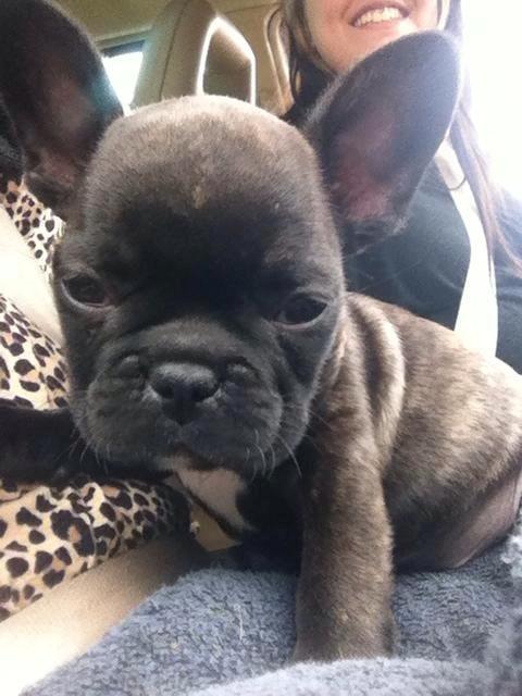 Fransk bulldog Dex - 8 uger billede 2