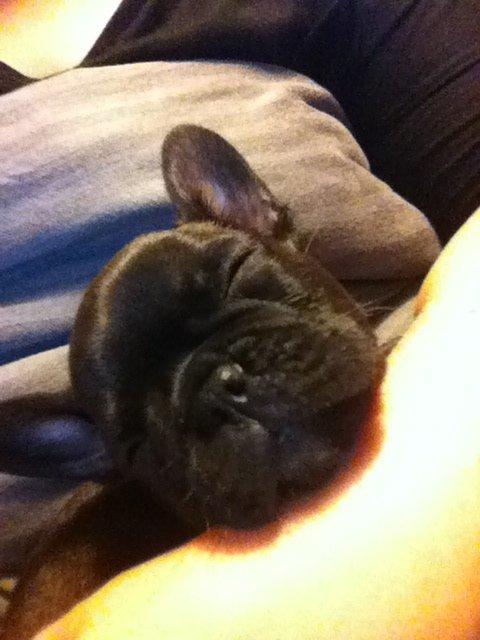 Fransk bulldog Dex billede 3