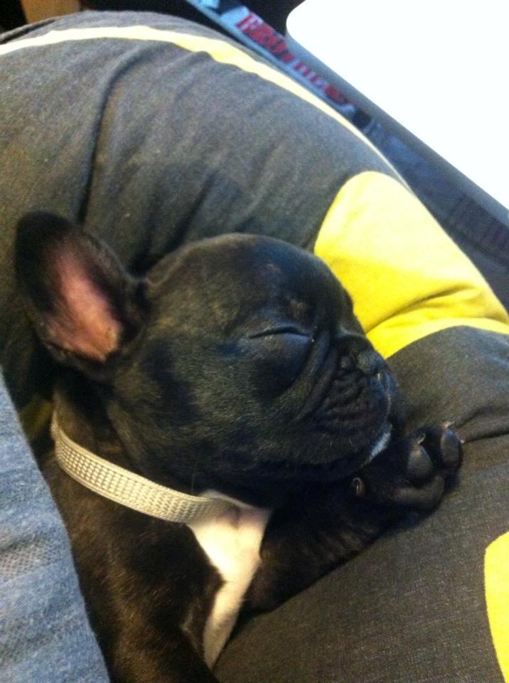 Fransk bulldog Dex billede 4