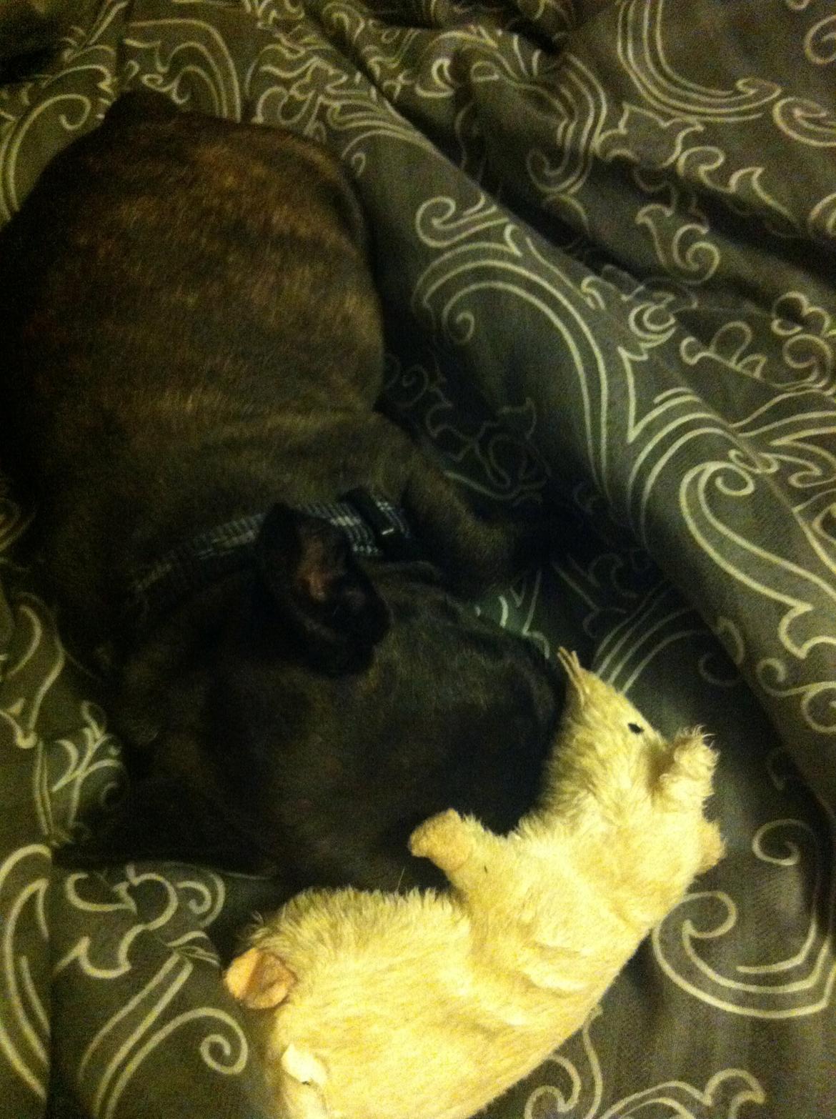 Fransk bulldog Dex billede 5